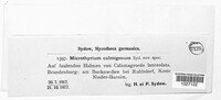Image of Lichenopeltella alpestris